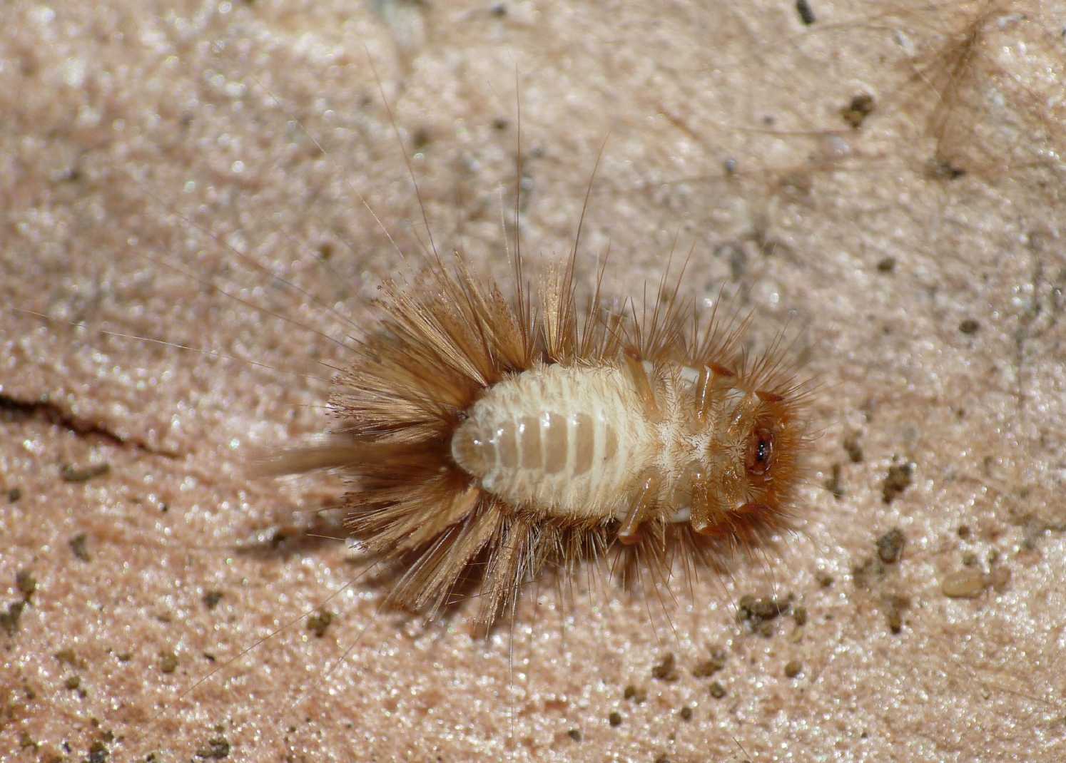 Istrice (Larva di Dermestidae)